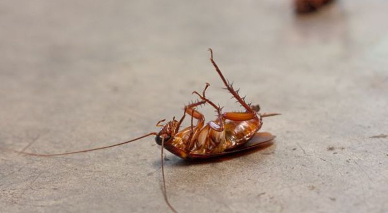 Désinsectisation cafards puces fourmis à Marguerittes